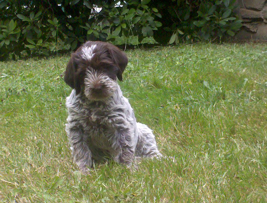 Gordon Creek Shayner